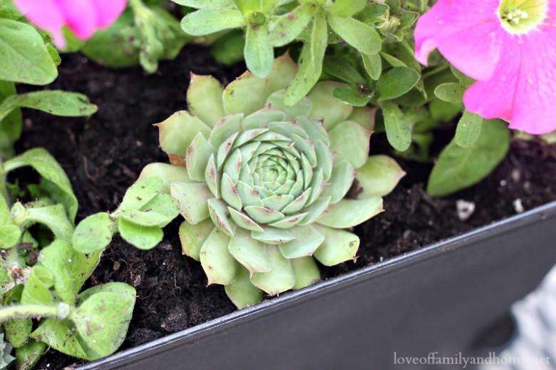 Monogram Succulent Place Setting 