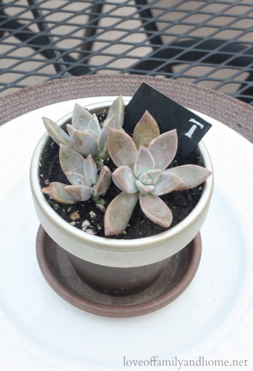 Monogram Succulent Place Setting 