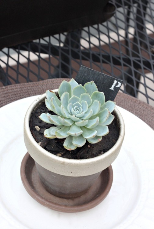 Monogram Succulent Place Setting 