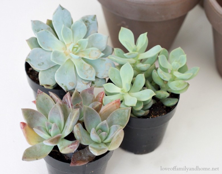 Monogram Succulent Place Setting 